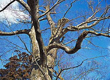 《寂静岭f》全球解锁时间一览！系列最高分之作将至